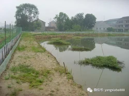 龍蝦養殖技術服務亂象 多少人在假借技術之名行推銷之實